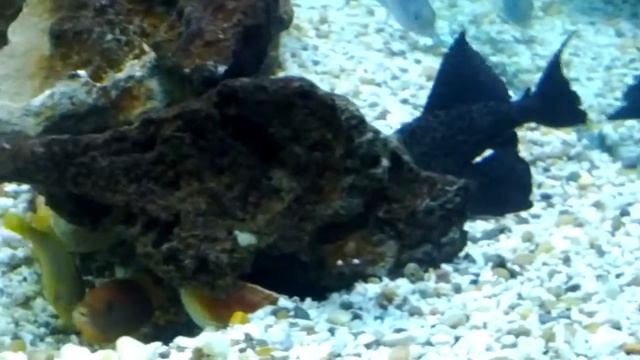 Iodotropheus sprengerae (Rusty cichlids) Spawning смотреть онлайн