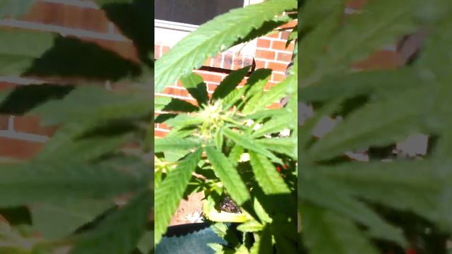 Outdoor grow. LST смотреть онлайн