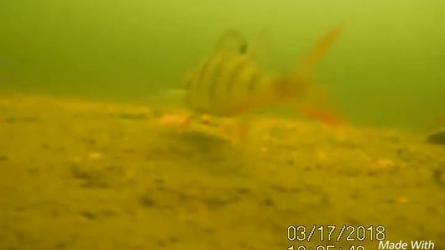 Calypso камера, испытание, старица- Архангельское смотреть онлайн