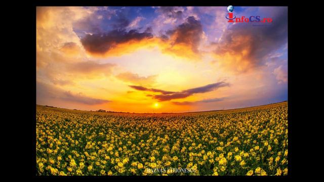 Flori de mai in Timisoara 1 смотреть онлайн