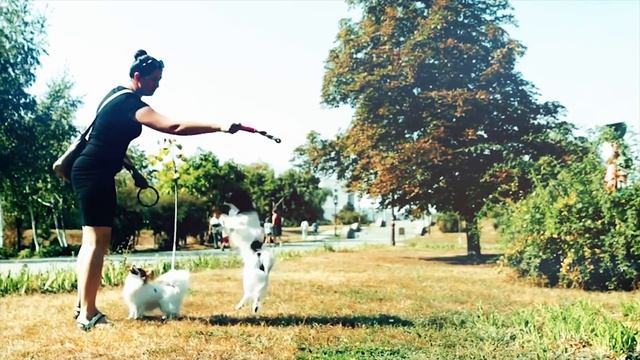 Самые маленькие собаки в мире! смотреть онлайн