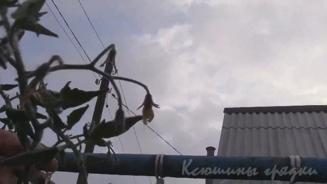 Томат Синий лес смотреть онлайн