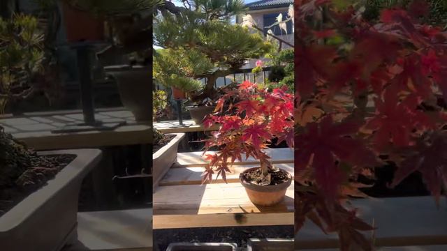 Бонсай. Bonsai. 盆栽. Япония. Japan. 日本 Купить бонсай смотреть онлайн