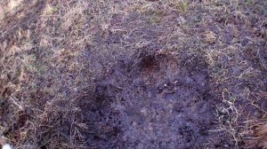солонец для косули,он огромный