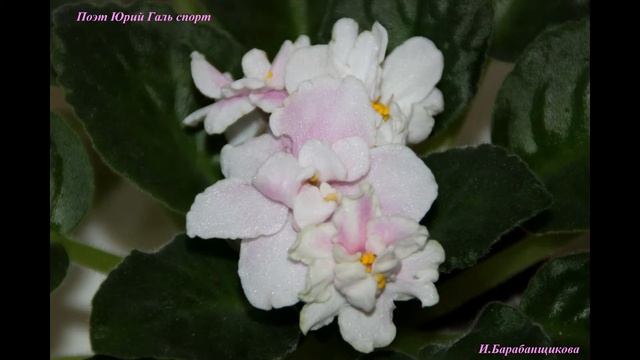 Фиалка Поэт Юрий Галь спорт и сорт смотреть онлайн