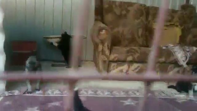 Луна и щенки смотреть онлайн