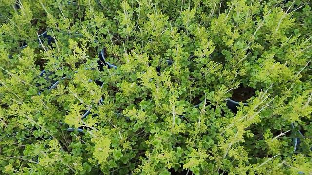 Syringa meyeri Pearl Potion™ at Prides Corner Farms смотреть онлайн