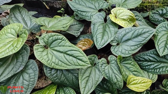 Beautiful Anthurium Radicans X Luxurians Ornamental Plants - Hybrid Anthurium смотреть онлайн