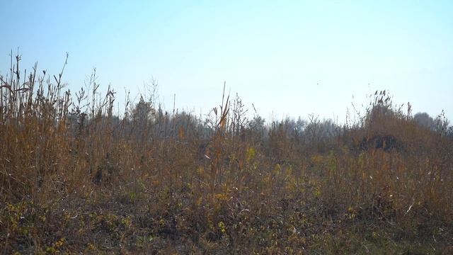 ловля щеглов 13.10.2020 смотреть онлайн