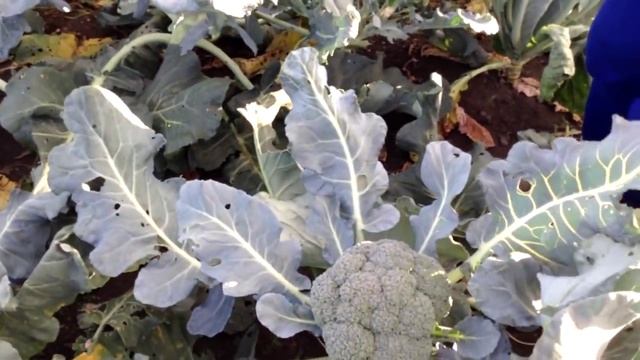 Брокколи и цветная капуста