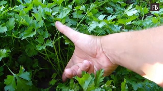 Один раз запомнила главное правило срезания петрушки - с тех пор собираю ее в 4 раза больше смотреть онлайн