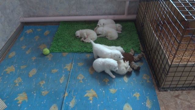 Щенки самоеда 2020 года смотреть онлайн