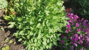 колокольчик карпатский от А до Я