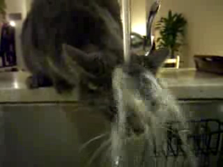 КОТ САМОСТОЯТЕЛЬНО МОЕТ ГОЛОВУ ПОД КРАНОМ С ВОДОЙ. смотреть онлайн