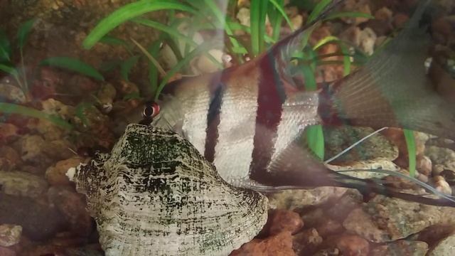 У скалярии лопнул плавательный пузырь смотреть онлайн