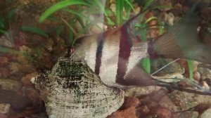 У скалярии лопнул плавательный пузырь