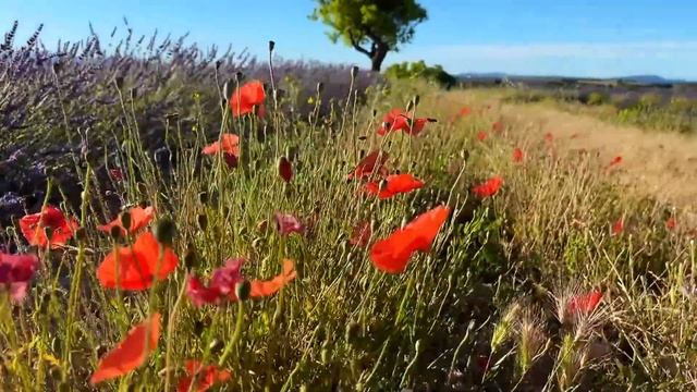 BONUS 2_ GET DOWN TO GET 'HIGH'