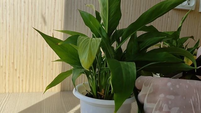 Спатифиллум, Ошибки в Поливе смотреть онлайн