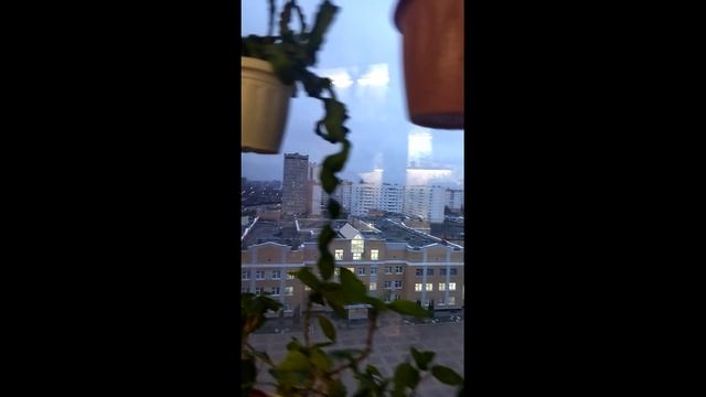 Лесные кактусы в квартире. смотреть онлайн