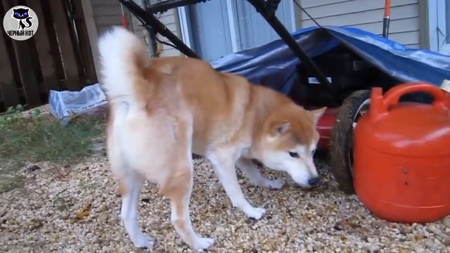 ✔ Сиба-ину: плюсы и минусы породы. 10 причин не заводить сиба-ину в качестве своей первой собаки смотреть онлайн