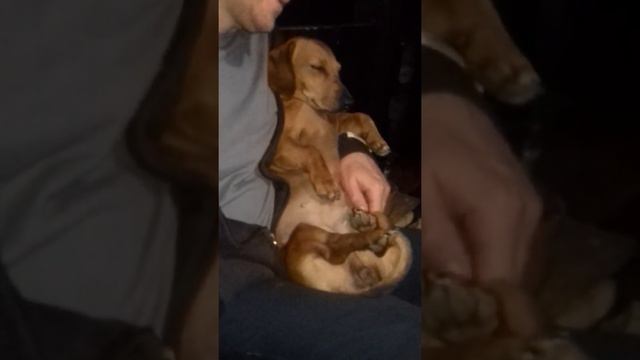 колыбельная для таксы /  Dachshund Music Fan