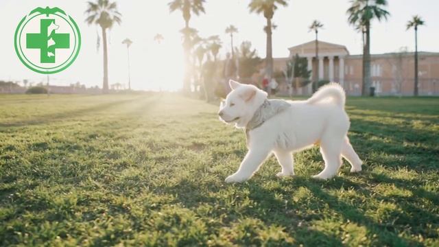 Поводок или рулетка для собаки? смотреть онлайн