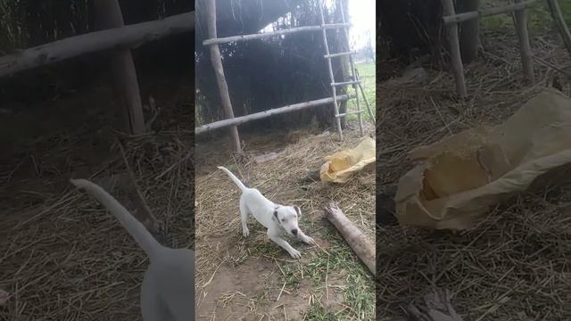 😠How to Stop Your Dog's Aggression 😡|| Understanding and Preventing Dog Aggression || short feed смотреть онлайн