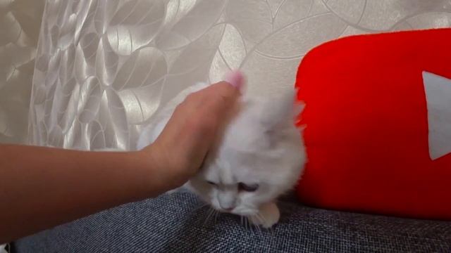 МИЛАНЕ КУПИЛИ СОБАКУ!!! ЩЕНОК У НАС ДОМА! НОВЫЙ ПИТОМЕЦ! КАК НАЗВАЛИ? КТО ЭТО?? смотреть онлайн