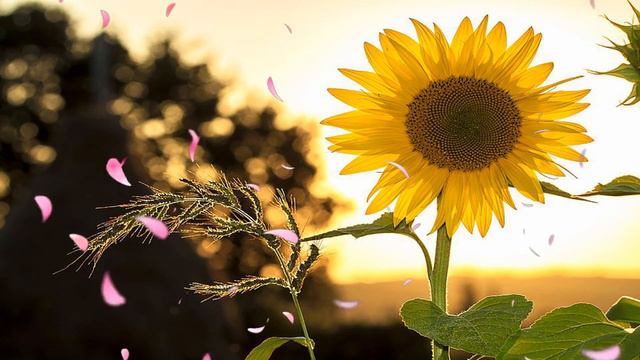 Ultra Relaxing Calming Music with Flower Sounds Meditation Music Sleep Music Peaceful Piano Music 2 смотреть онлайн