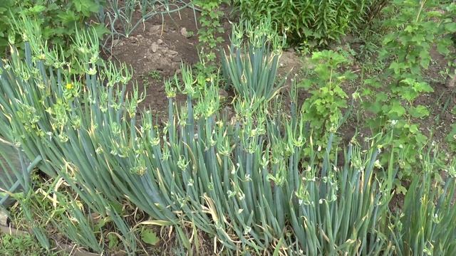 Как размножить многоярусный лук смотреть онлайн