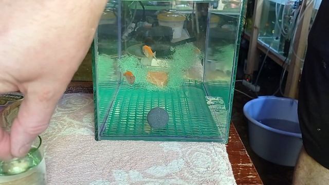 Спасаем рыбок Сцеживание икры у тернеции Старая икра смотреть онлайн