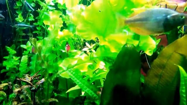 ПОСМОТРИ ЭТО ВИДЕО И ТВОЕ ЖЕЛАНИЕ ИСПОЛНИТЬСЯ 90% смотреть онлайн