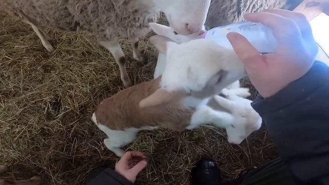 КУПИЛ КОЗУ ! ПОПОЛНЕНИЕ НА ХУТОРЕ ! смотреть онлайн