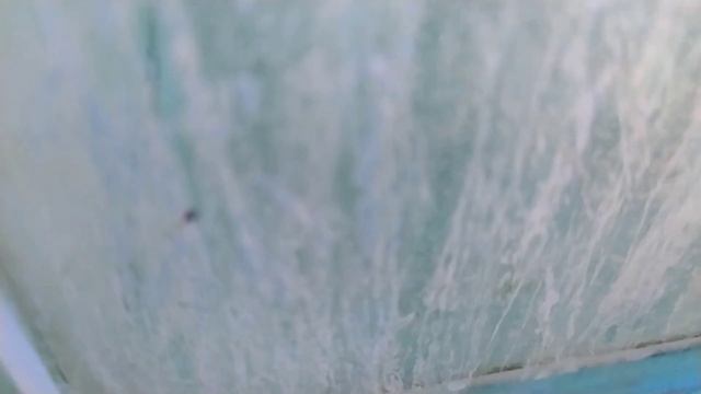 Показываю разведение золотых рыб на примере Рязанских рыб. Как там новые золотые рыбки с Москвы ? смотреть онлайн