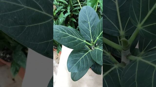 Фикус бенгальский Одри