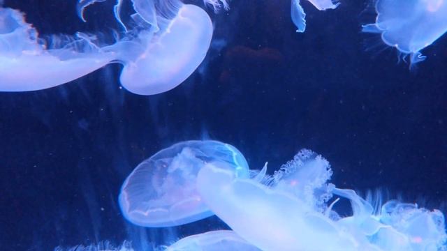 Jellyfish