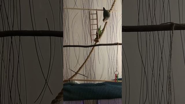 Как неразлучник кричит смотреть онлайн