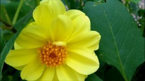 ГЕОРГИНЫ ОДНОЛЕТНИЕ.!!! ПРАВИЛЬНАЯ  ПРИЩИПКА..ПОДКОРМКА..УХОД..