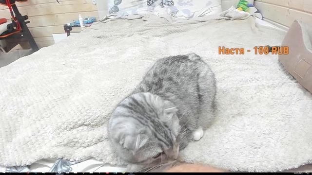 Наши любимые хвостики. смотреть онлайн