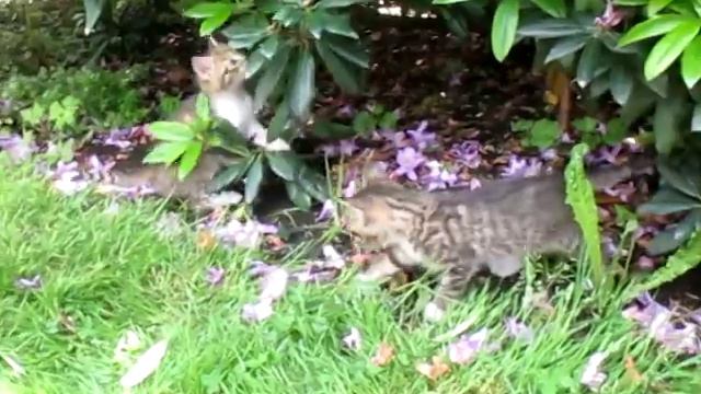 Chaton 1 mois 21 смотреть онлайн