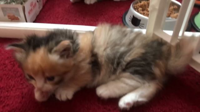 Scottish Fold Munchkin Kittens смотреть онлайн