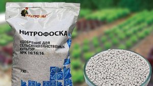 ПОДКОРМКА ЧЕСНОКА ВЕСНОЙ || Первая подкормка озимого чеснока