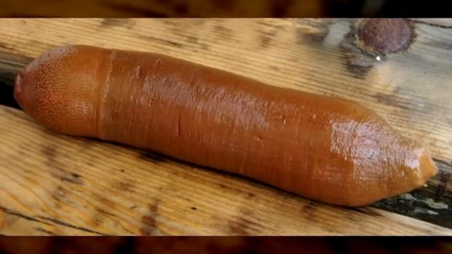 Вы никогда не догадаетесь что это! смотреть онлайн