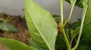 Перец Толстый барон. В 2022г карликовой высоты, норма 1-1.2м. Что-то не чисто с ним?