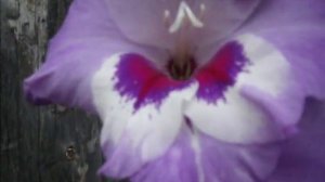 Гладиолус Блю Айл. Gladiolus Blue