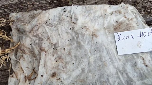 07.08.22 Новые ХОСТЫ обзор сортов покупка с ОКС август 2022 смотреть онлайн