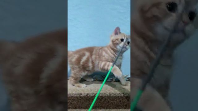 Шотландский котенок, девочка скоттиш страйт смотреть онлайн