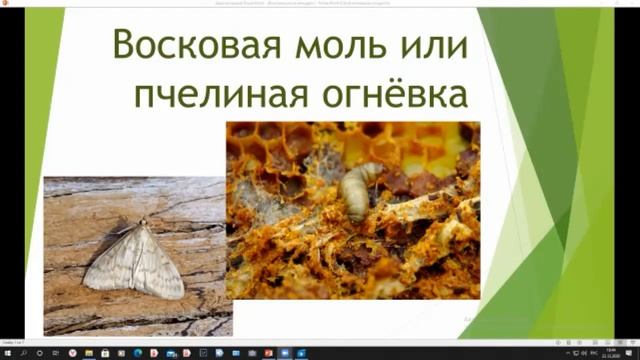 АПИХИТ и ПЧЕЛИНАЯ ОГНЁВКА смотреть онлайн