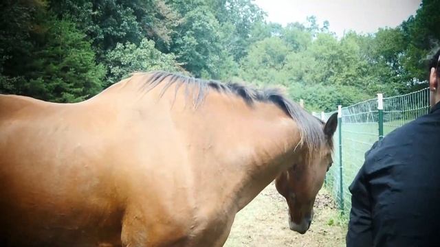 Как определить вес лошади без весов смотреть онлайн