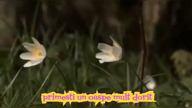 Stefan Dubadufca & Iosif Rusu. Instrumental. смотреть онлайн